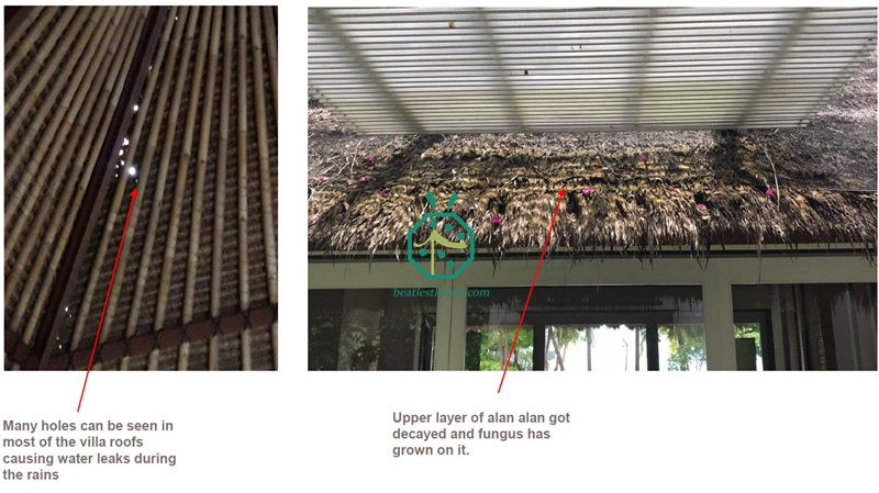 Decay of natural cadjan thatch roof or alang alang roof