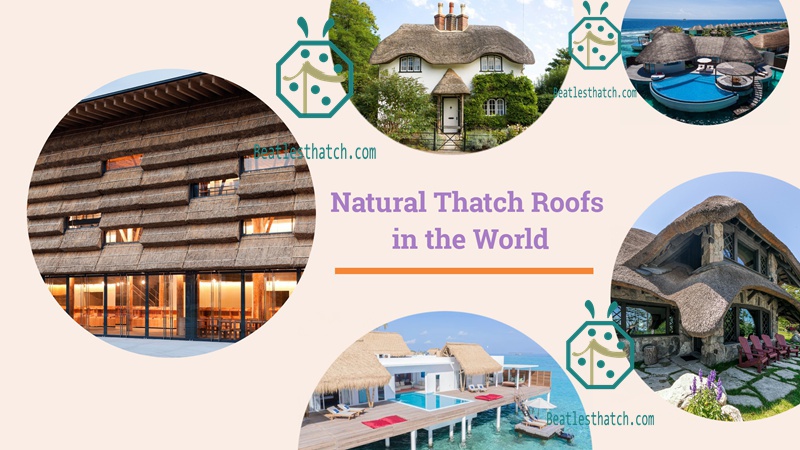 Natural Cadjan Thatch Roof Water Villa